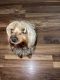Silky Terrier Puppies for sale in 1707 S Washington St, Naperville, IL 60565, USA. price: NA
