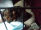 Silky Terrier Puppies for sale in Grants Pass, OR, USA. price: $450