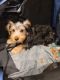 Silky Terrier Puppies for sale in City of Orange, NJ 07050, USA. price: $1,600