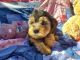 Silky Terrier Puppies for sale in Oxnard, CA, USA. price: NA