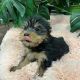 Silky Terrier Puppies for sale in Las Vegas, NV, USA. price: NA