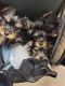 Silky Terrier Puppies for sale in City of Orange, NJ 07050, USA. price: $1,700