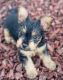 Silky Terrier Puppies for sale in Aurora, CO 80011, USA. price: NA