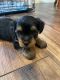 Silky Terrier Puppies for sale in Helotes, TX 78023, USA. price: NA