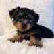 Silky Terrier Puppies for sale in Helotes, TX 78023, USA. price: $1,500