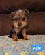 Silky Terrier Puppies for sale in Harleyville, South Carolina. price: $1,450