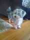Silky Terrier Puppies for sale in Berkeley, CA, USA. price: NA