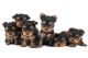 Silky Terrier Puppies for sale in Corona, CA, USA. price: NA