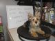Silky Terrier Puppies for sale in Landing, Roxbury Township, NJ 07850, USA. price: NA