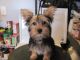 Silky Terrier Puppies for sale in Landing, Roxbury Township, NJ 07850, USA. price: $850