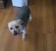 Silky Terrier Puppies for sale in Easton, PA, USA. price: NA