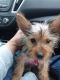 Silky Terrier Puppies for sale in Plainfield, IL 60586, USA. price: NA