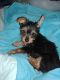 Silky Terrier Puppies for sale in Tucson, AZ, USA. price: NA