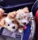Silky Terrier Puppies for sale in Aventura, FL, USA. price: NA