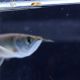 Silver arowana Fishes
