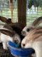 Silver Fox rabbit Rabbits for sale in 372 58th St, Grand Junction, MI 49056, USA. price: NA