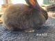 Silver Fox rabbit Rabbits for sale in Brush Creek, TN 38547, USA. price: $50