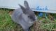 Silver Fox rabbit Rabbits