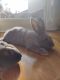 Silver Fox rabbit Rabbits for sale in Wayne, NJ 07470, USA. price: $60
