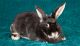 Silver Fox rabbit Rabbits for sale in Point Pleasant, WV, USA. price: $40