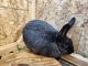 Silver Fox rabbit Rabbits for sale in West Bend, WI 53095, USA. price: $50