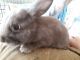 Silver Fox rabbit Rabbits for sale in Zanesville, OH 43701, USA. price: $30