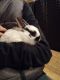 Silver Fox rabbit Rabbits for sale in Orland Park, IL 60467, USA. price: NA