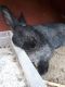 Silver Fox rabbit Rabbits for sale in Windham, OH, USA. price: NA