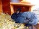 Silver Fox rabbit Rabbits for sale in Orem, UT, USA. price: NA