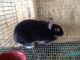 Silver Marten Rabbits for sale in Bridgeport, CT, USA. price: NA