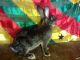 Silver Marten Rabbits for sale in Bridgeport, CT, USA. price: $20