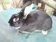 Silver Marten Rabbits for sale in Roseville, OH 43777, USA. price: $35