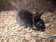 Silver Marten Rabbits for sale in Shelbyville, TN, USA. price: $15