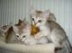 Singapura Cats for sale in Carlsbad, CA, USA. price: NA