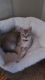 Singapura Cats for sale in Apple Valley, MN 55124, USA. price: $200
