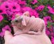 Skinny pig Rodents for sale in Millersburg, OH 44654, USA. price: $100