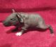 Skinny pig Rodents for sale in 2050 Pawnee Dr, Kingman, AZ 86401, USA. price: $100