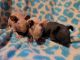 Skinny pig Rodents for sale in Louisa, VA 23093, USA. price: $150