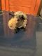 Skinny pig Rodents for sale in St. Petersburg, FL, USA. price: $100