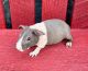 Skinny pig Rodents for sale in Millersburg, OH 44654, USA. price: $100