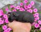 Skinny pig Rodents