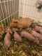 Skinny pig Rodents for sale in Boca Raton, FL, USA. price: NA