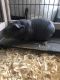 Skinny pig Rodents for sale in Winona, MN 55987, USA. price: $175