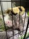 Skinny pig Rodents for sale in 9115 Japonica Ct, Austin, TX 78748, USA. price: NA