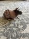 Skinny pig Rodents for sale in Lakeside, CA, USA. price: NA