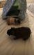 Skinny pig Rodents