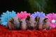 Skinny pig Rodents for sale in Miami, FL, USA. price: $145