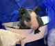 Skinny pig Rodents for sale in Abilene, KS 67410, USA. price: NA
