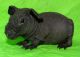 Skinny pig Rodents for sale in Abilene, KS 67410, USA. price: $120