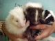 Skunk Animals for sale in Columbus, OH, USA. price: NA
